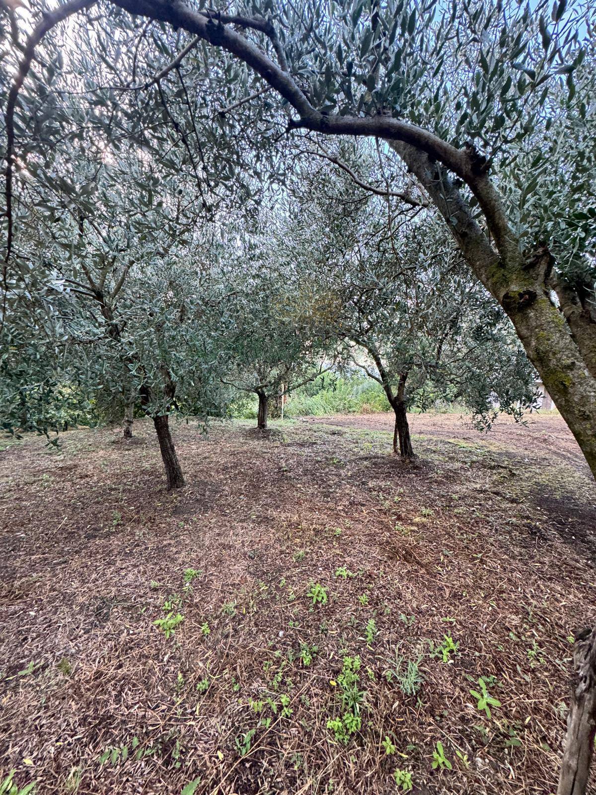 Terreno agricolo in vendita a Capriglia Irpina
