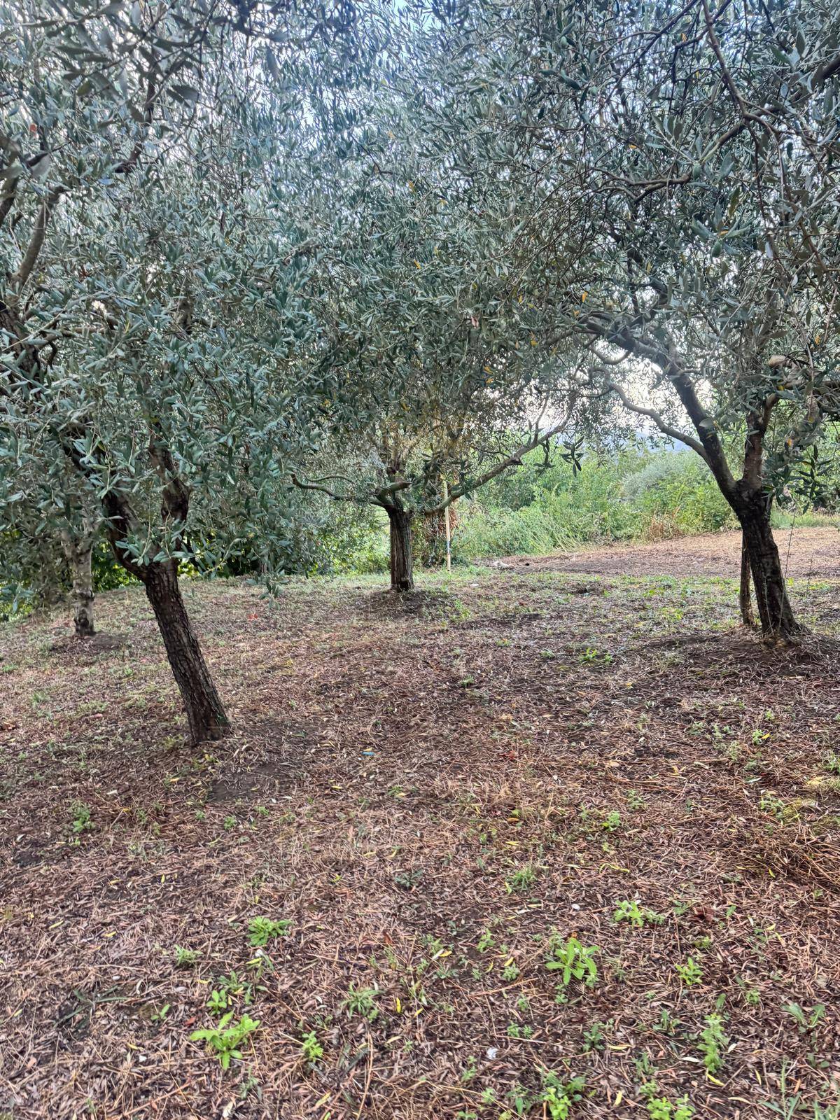 Terreno agricolo in vendita a Capriglia Irpina
