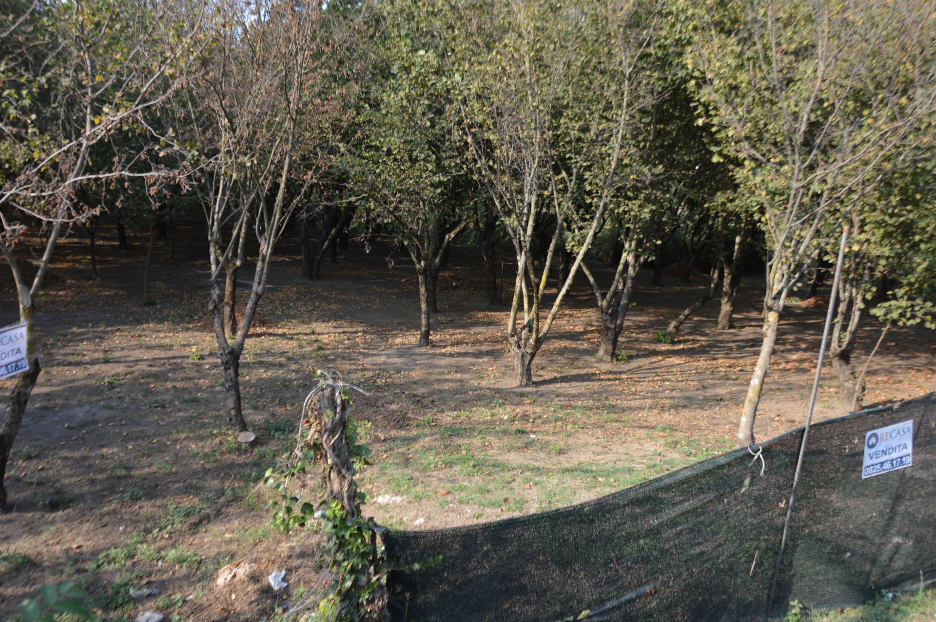 immagine annuncio 2 di 6