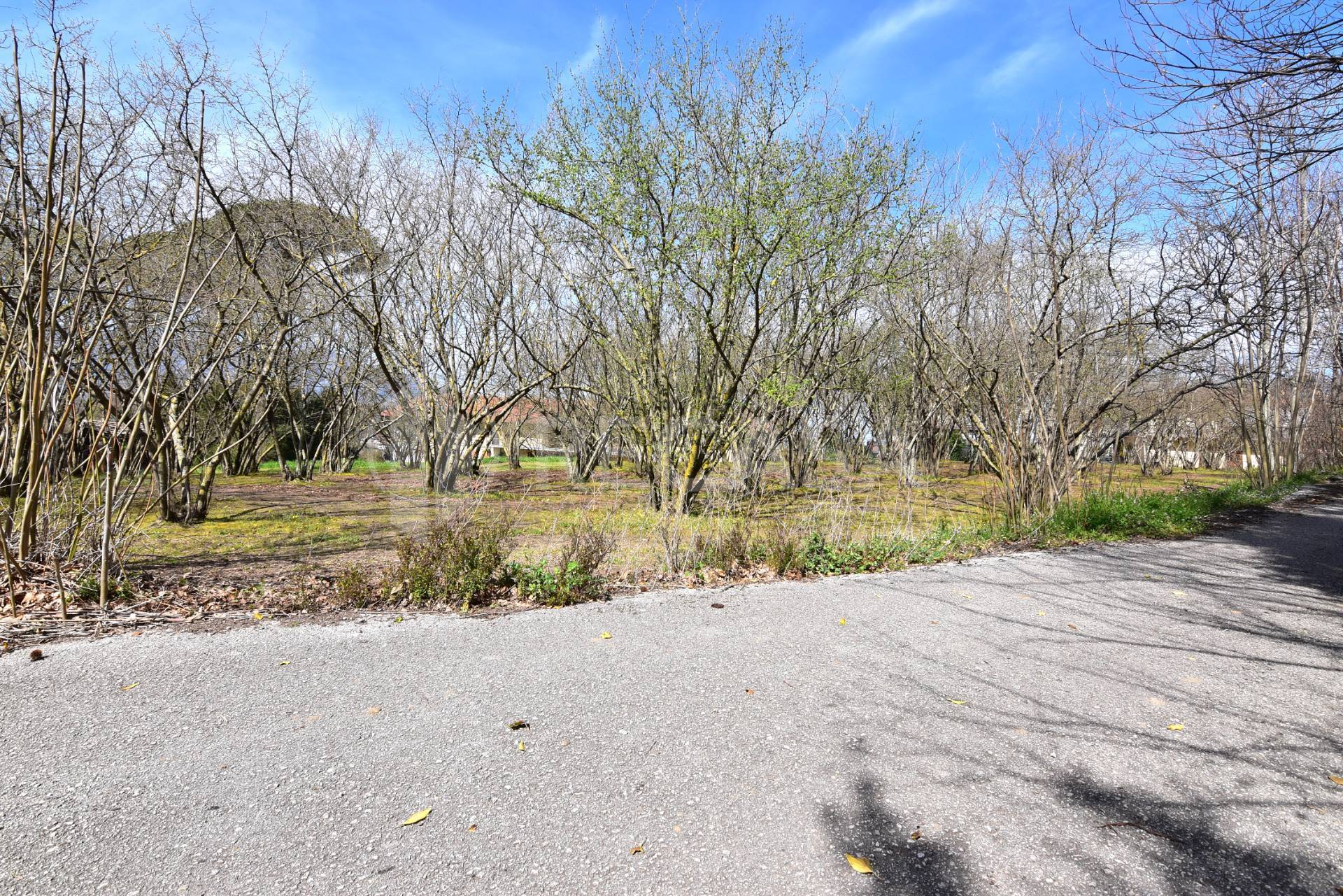 Terreno Agricolo in vendita a Manocalzati