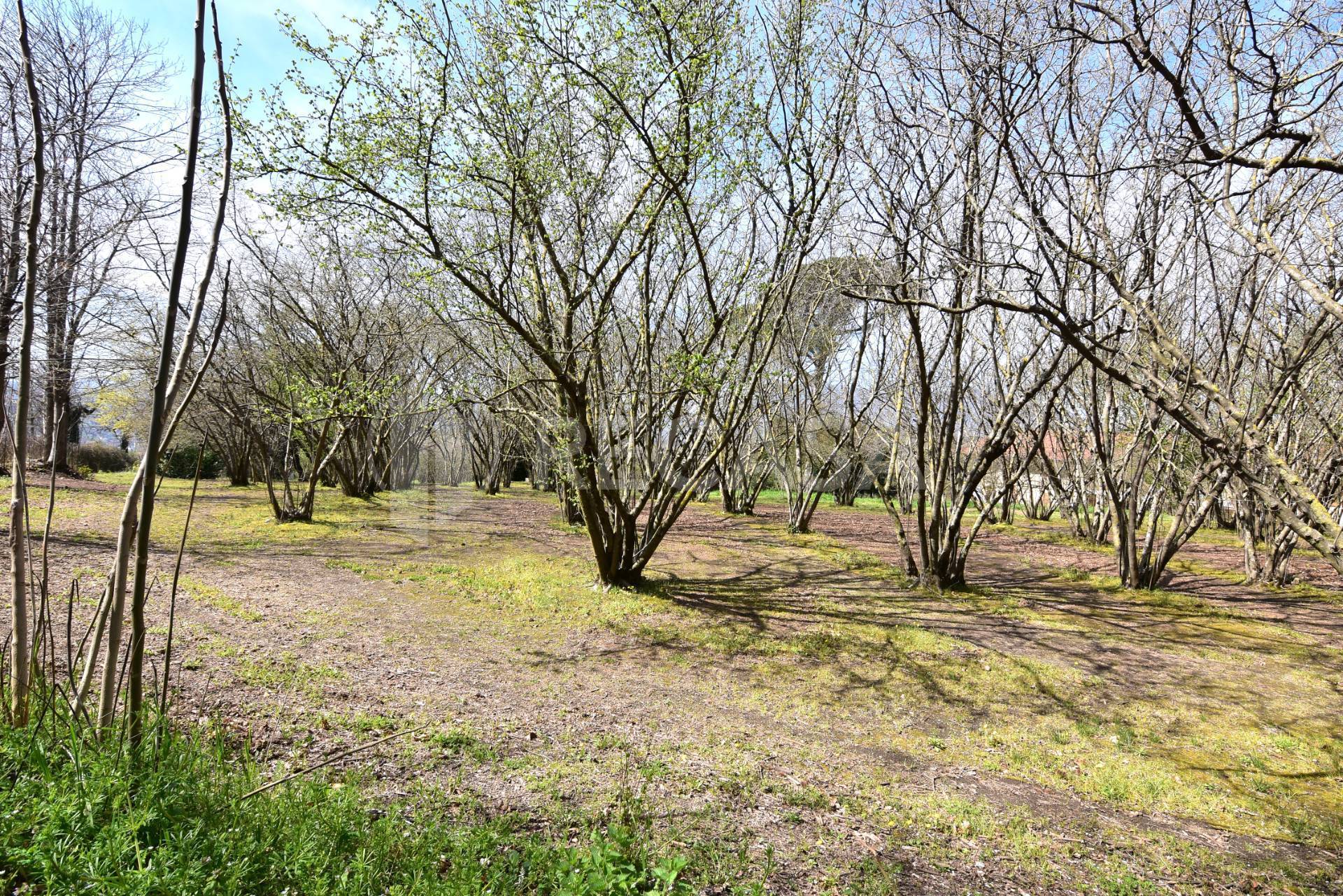 Terreno Agricolo in vendita a Manocalzati