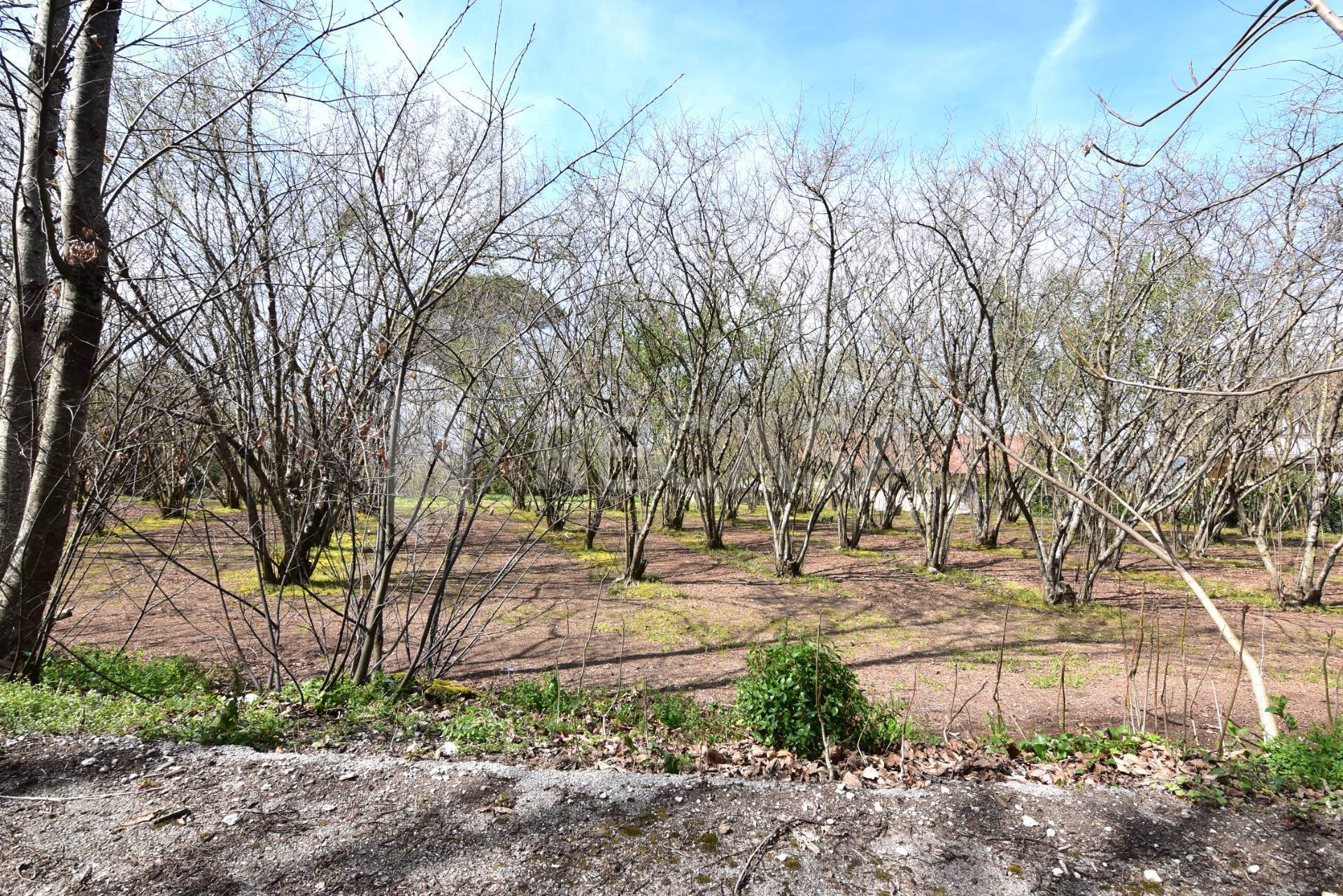 Terreno Agricolo in vendita a Manocalzati