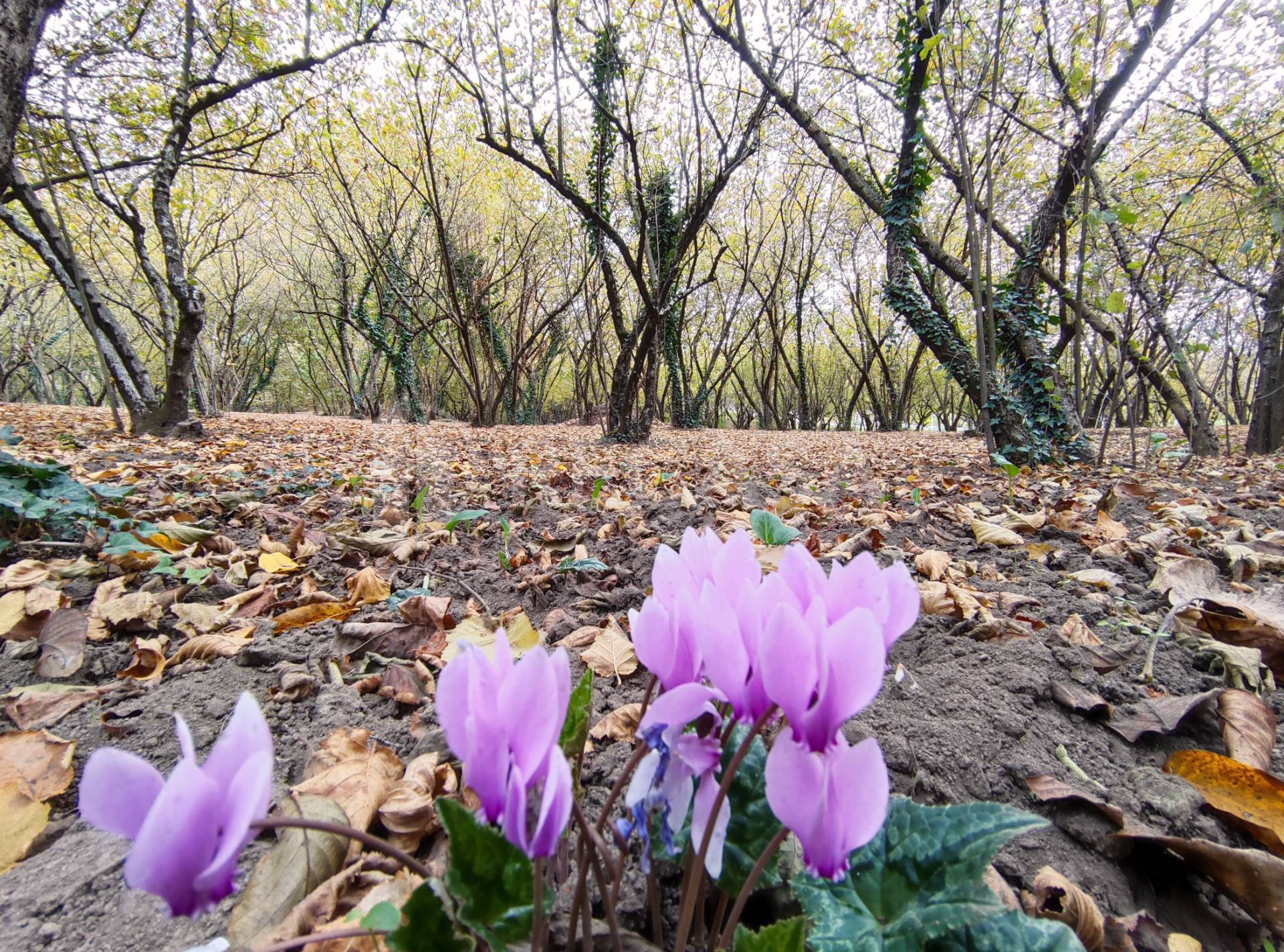 immagine annuncio 5 di 8