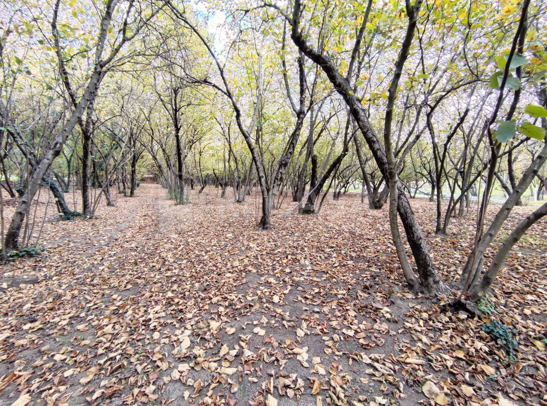 immagine annuncio 6 di 8