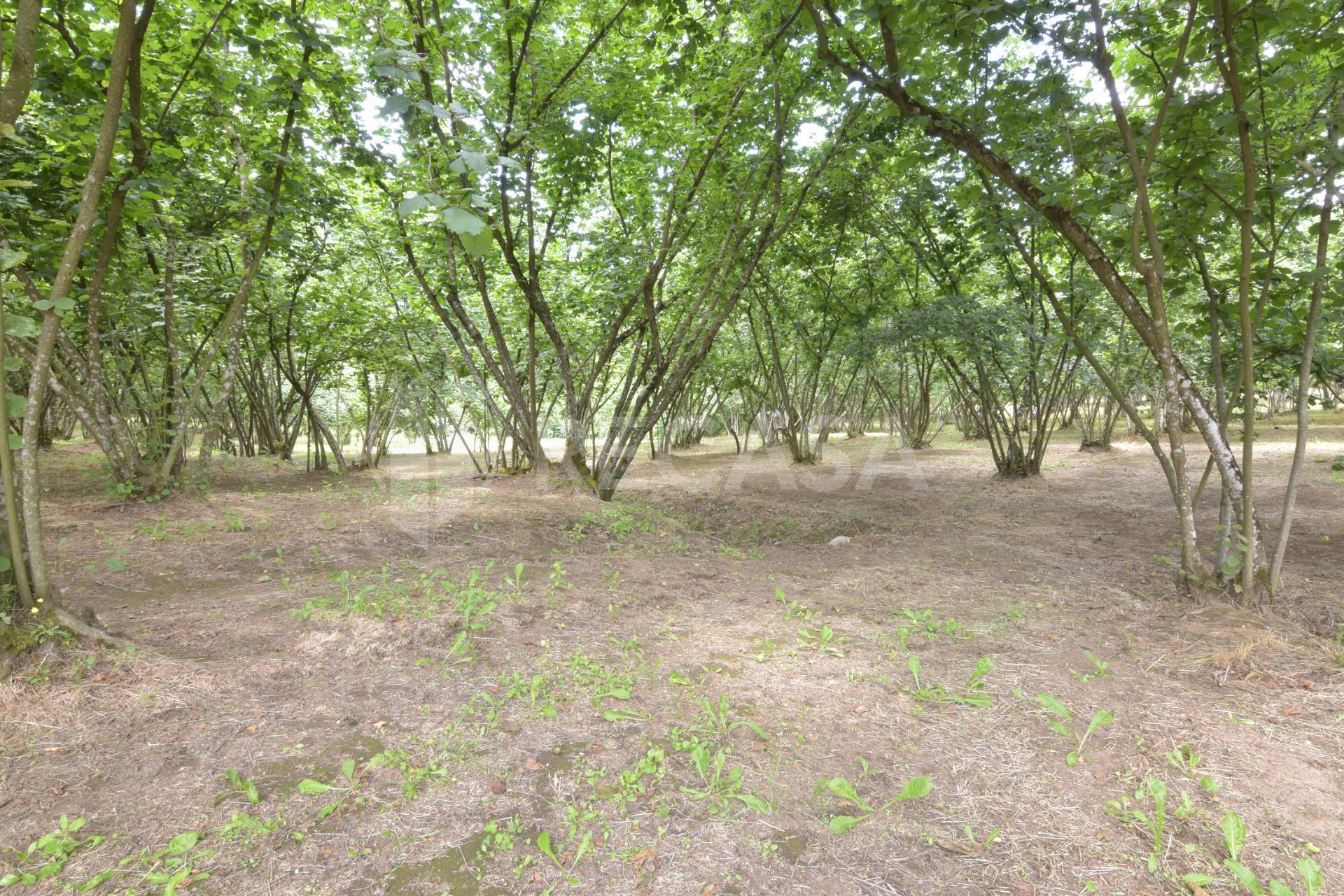 Terreno edificabile in vendita a Aiello del Sabato