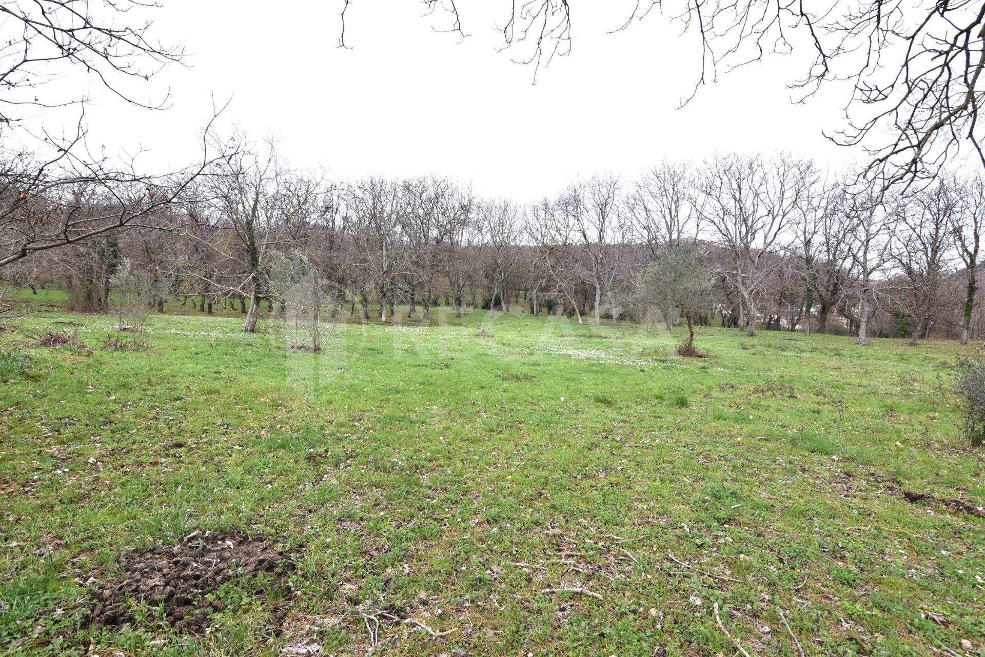 Terreno Agricolo in vendita a Sorbo Serpico