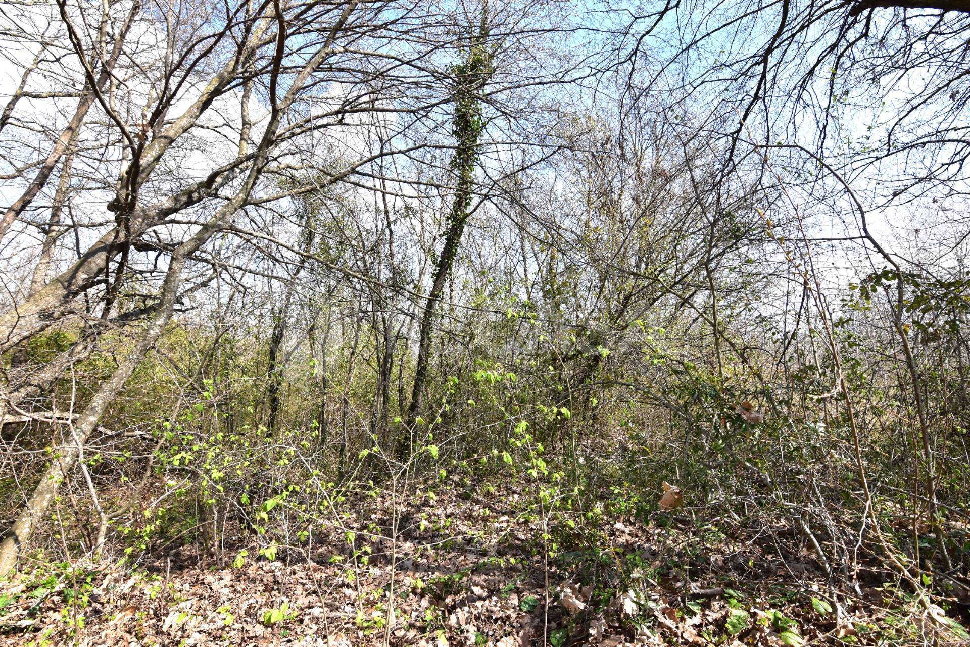 Terreno Agricolo in vendita a Manocalzati