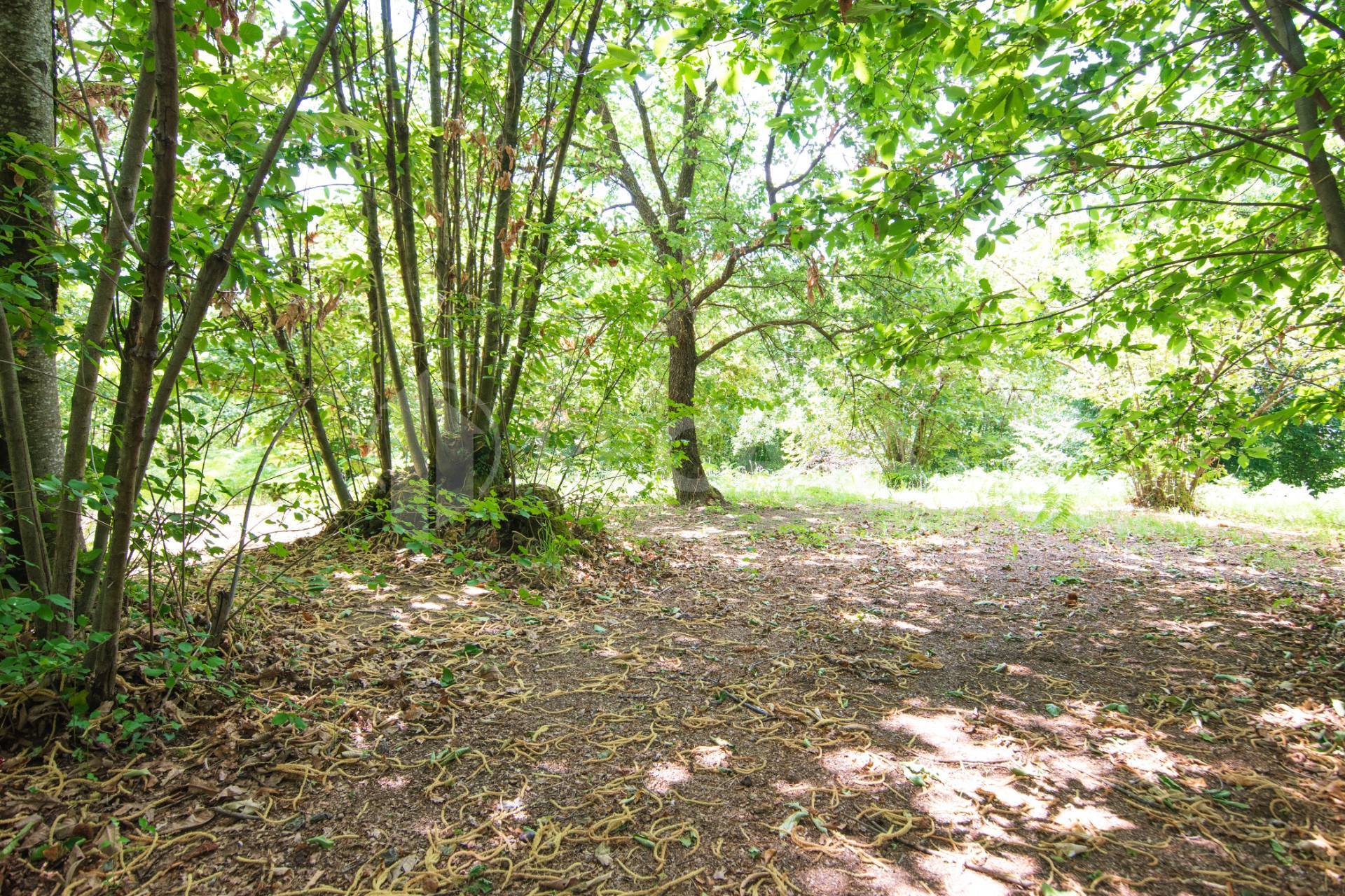 Terreno Agricolo in vendita a San Potito Ultra
