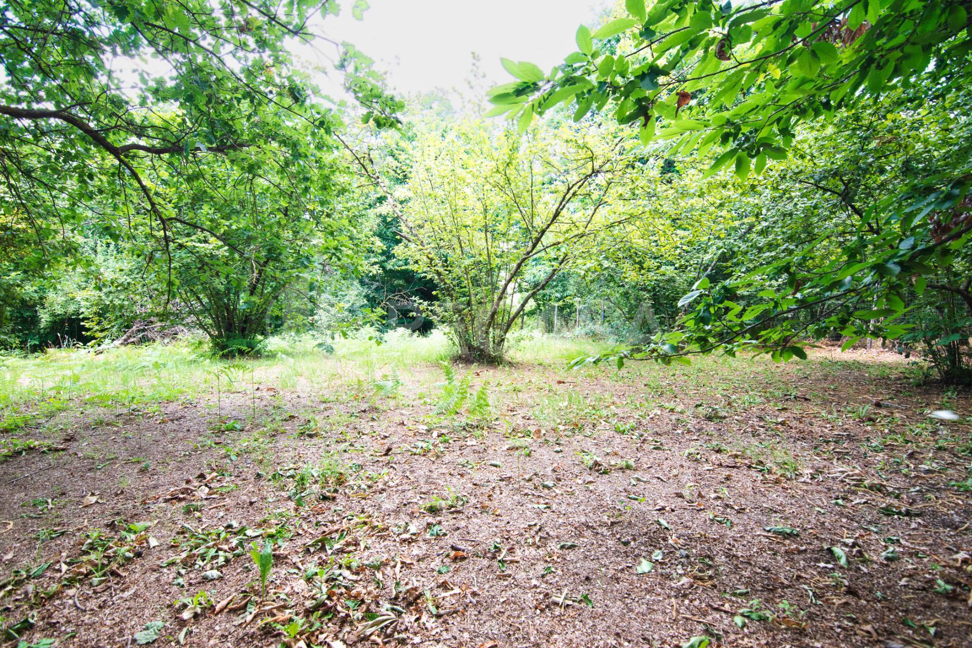 Terreno Agricolo in vendita a San Potito Ultra