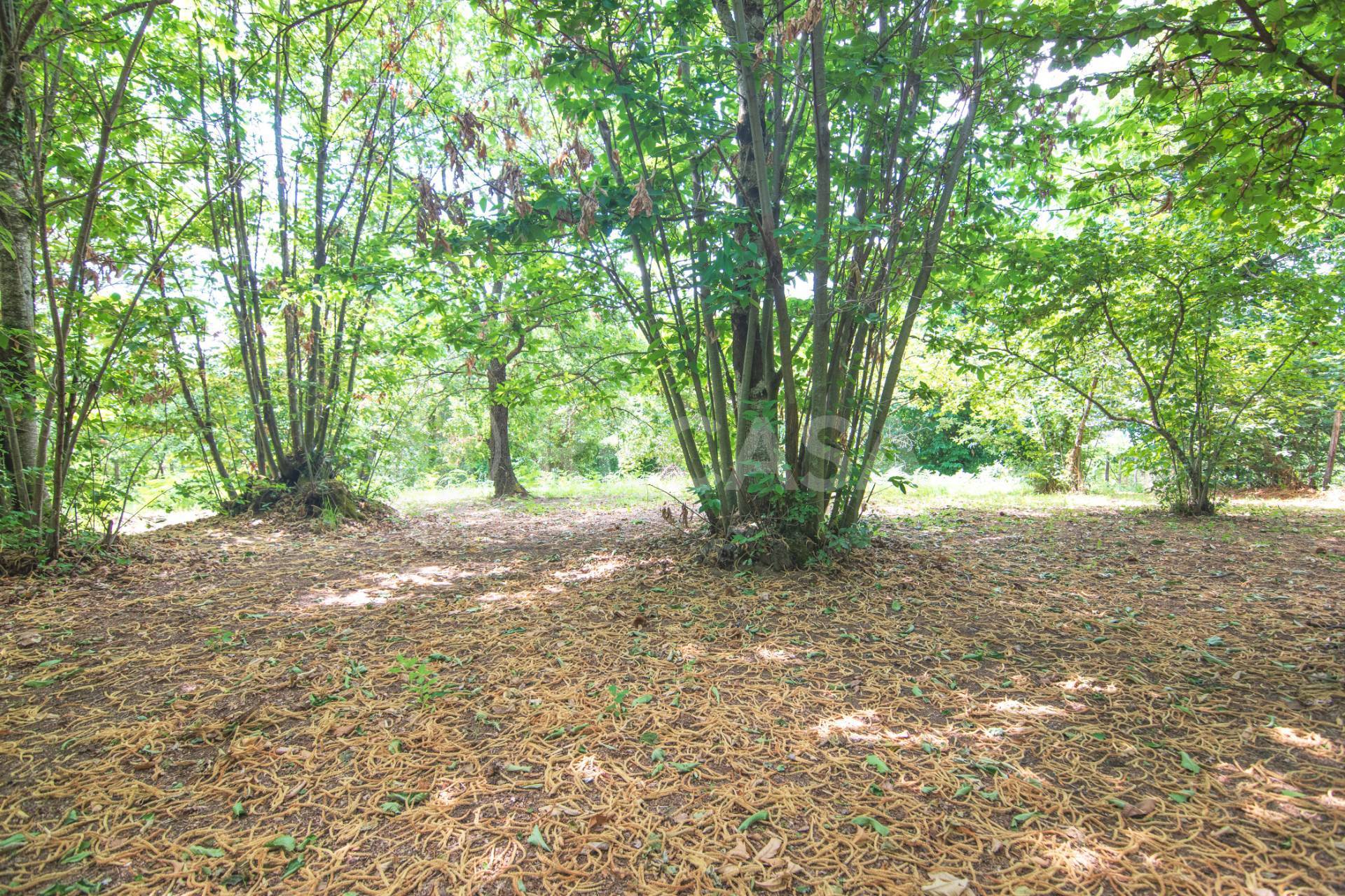 Terreno Agricolo in vendita a San Potito Ultra