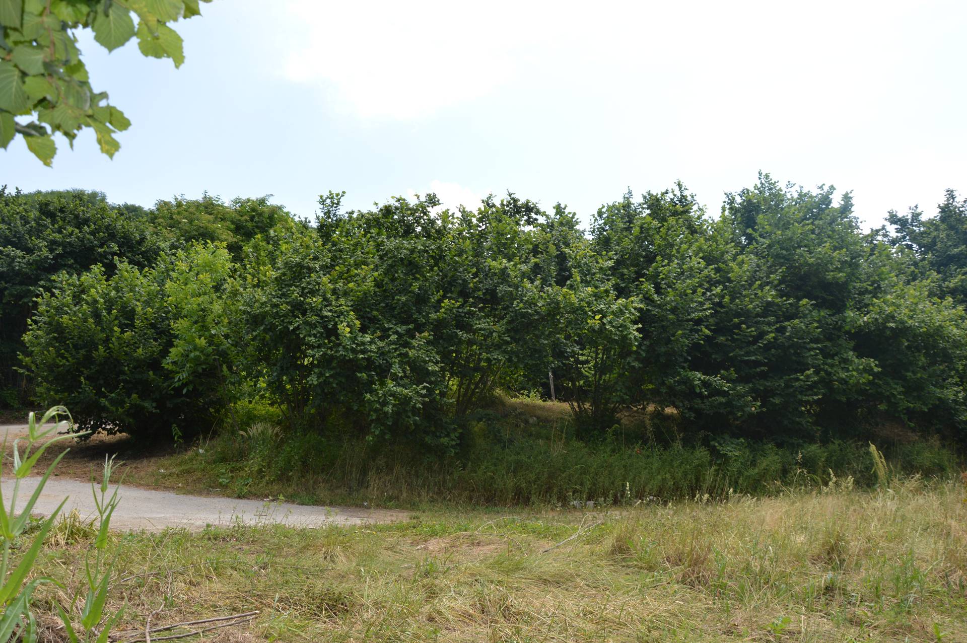 Terreno Agricolo in vendita a Atripalda