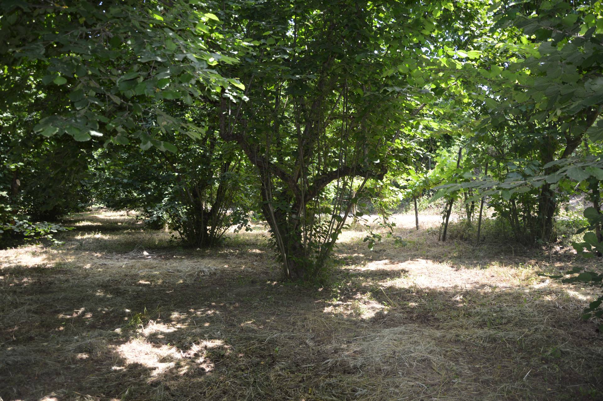 Terreno Agricolo in vendita a Atripalda