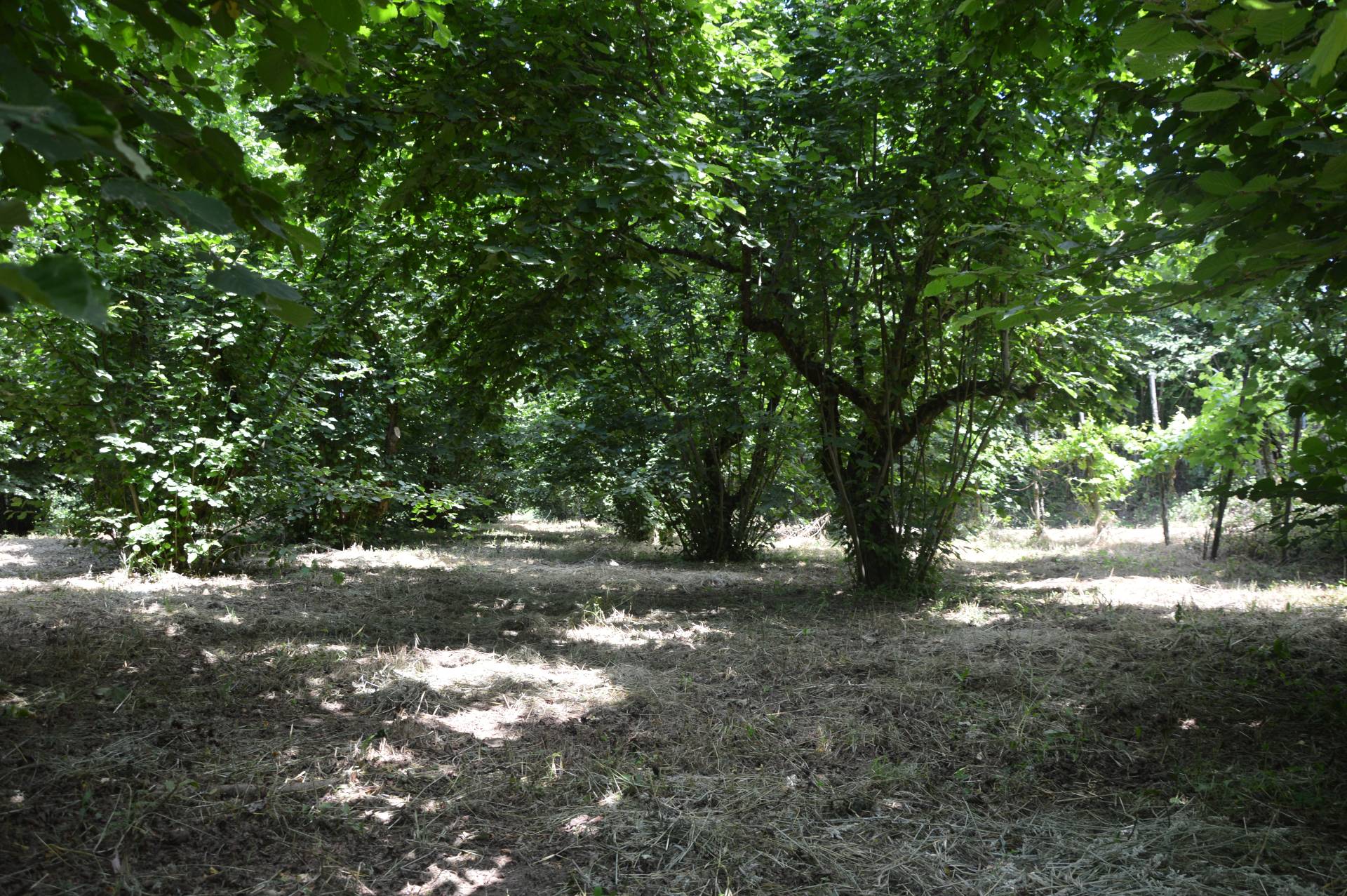 Terreno Agricolo in vendita a Atripalda