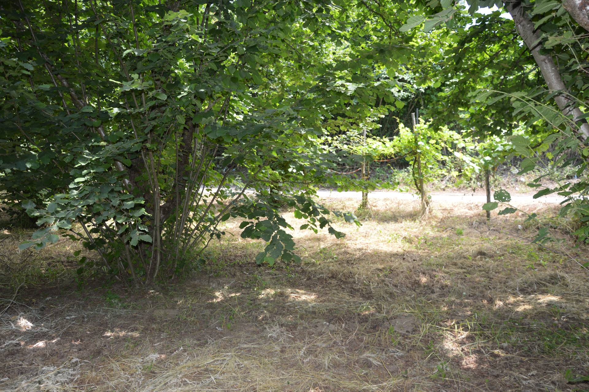 Terreno Agricolo in vendita a Atripalda