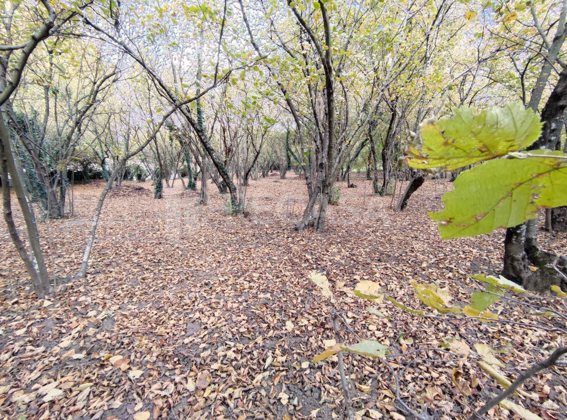Terreno Agricolo in vendita a Atripalda