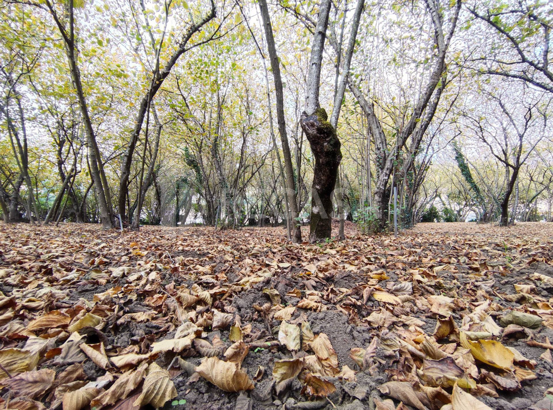 Terreno Agricolo in vendita a Atripalda