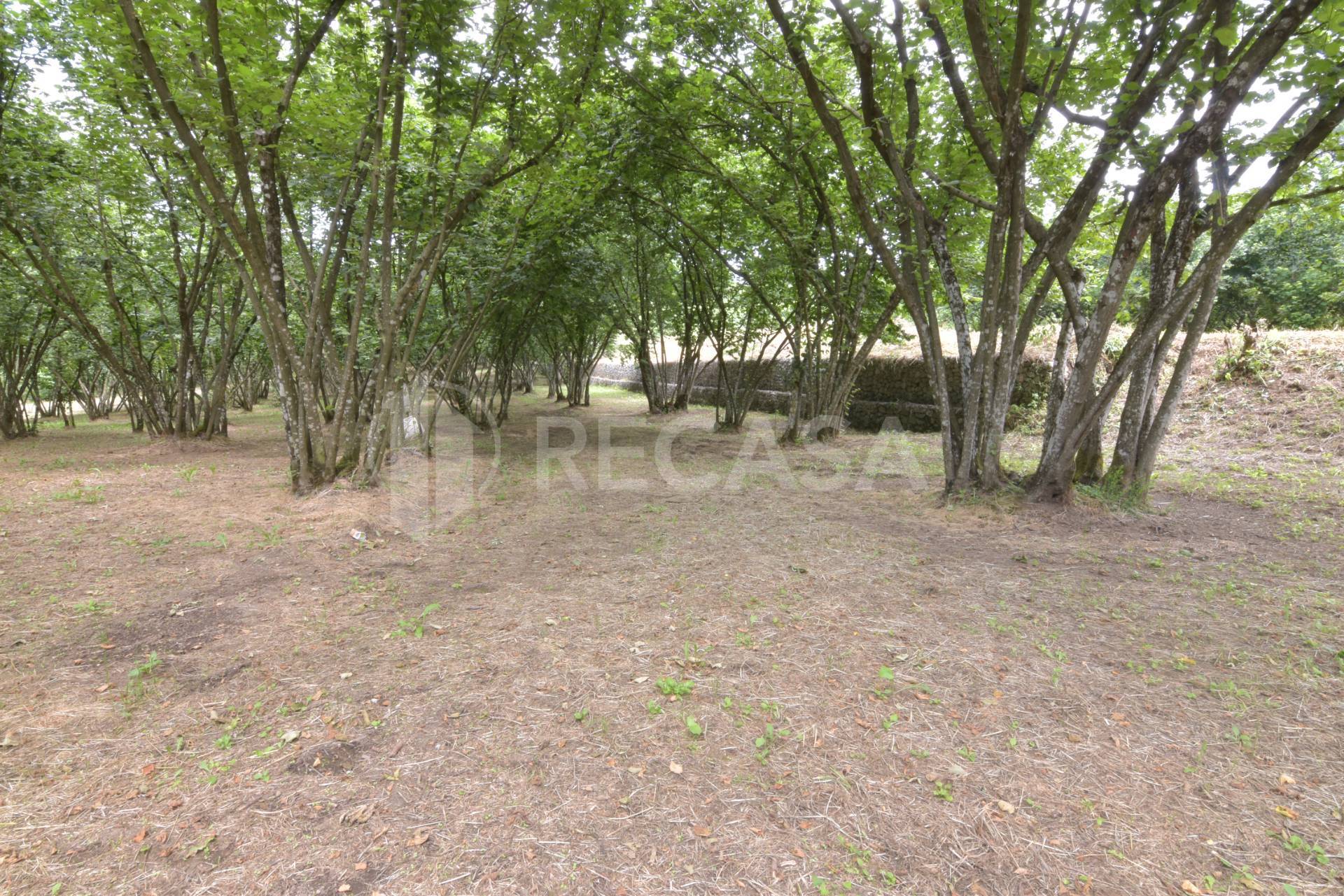 Terreno edificabile in vendita a Aiello del Sabato