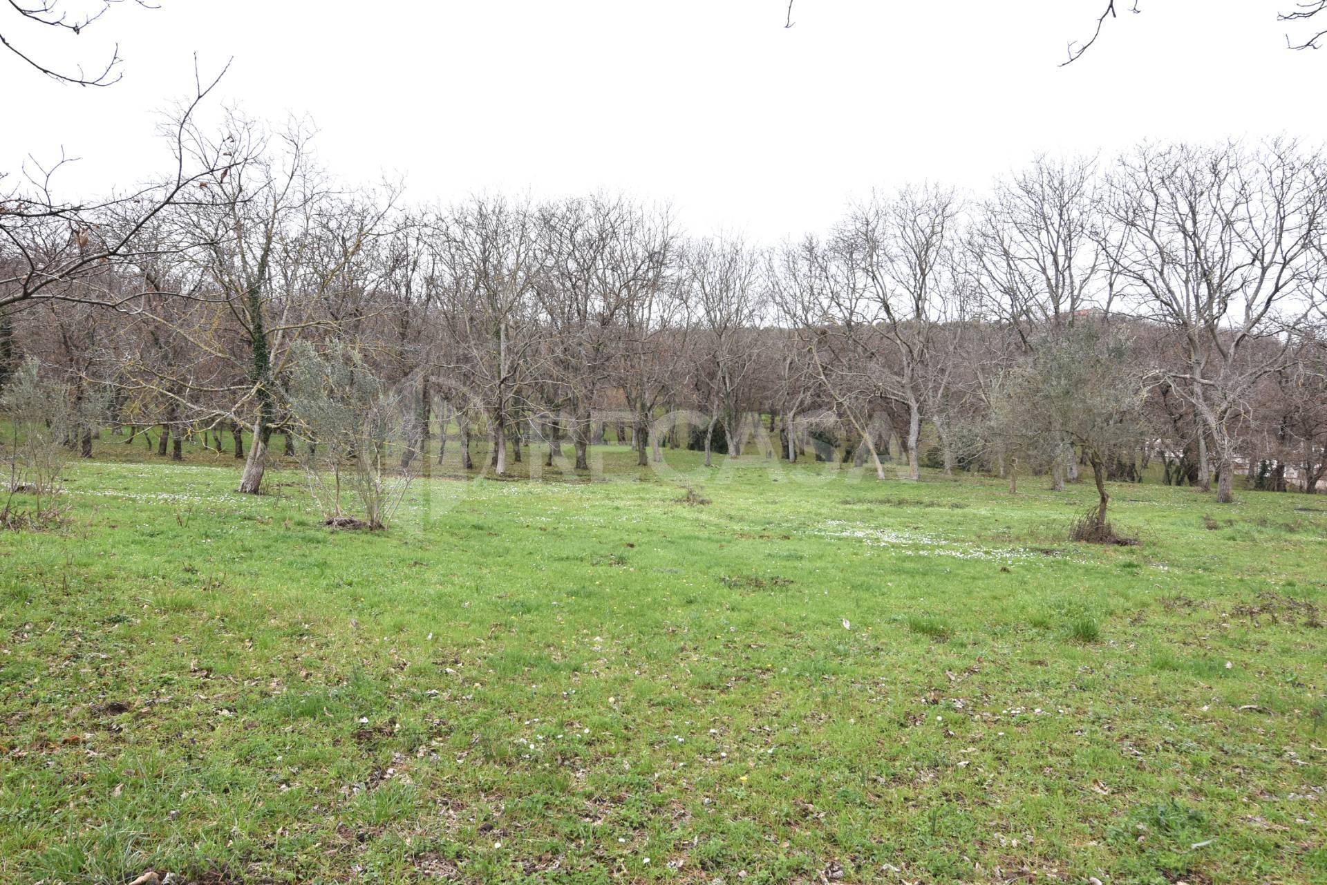 Terreno Agricolo in vendita a Sorbo Serpico
