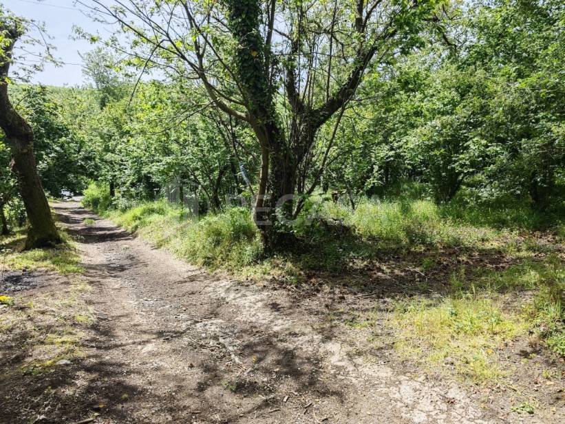 Terreno Agricolo in vendita a Contrada
