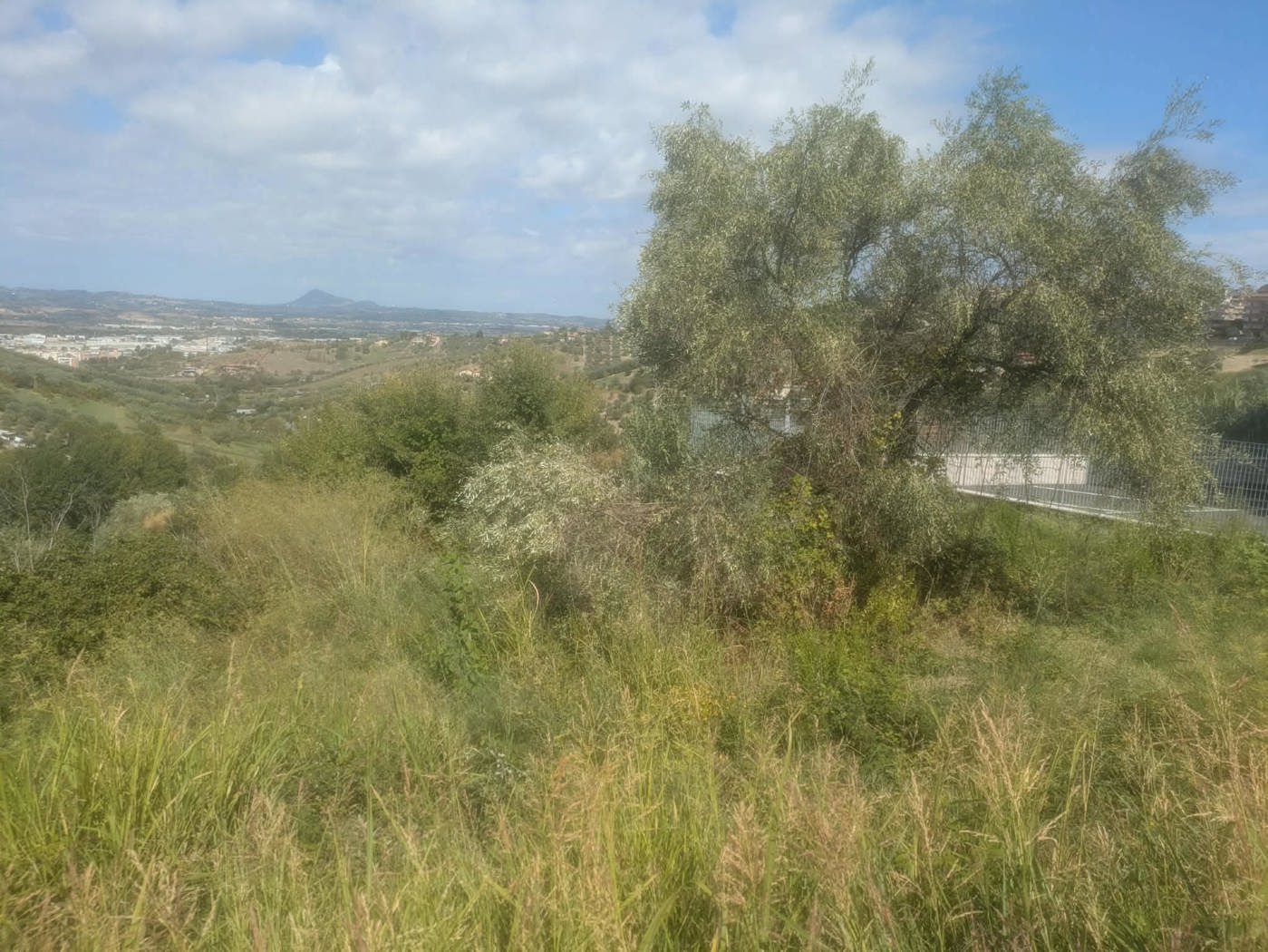 Terreno Agricolo in vendita a Monterotondo