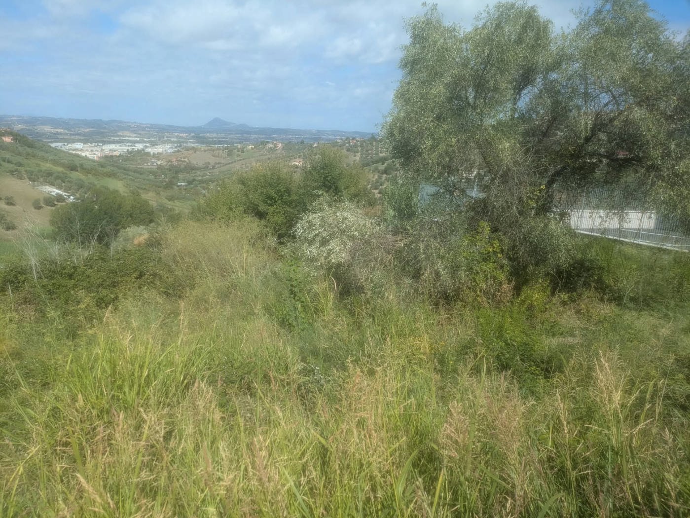 Terreno Agricolo in vendita a Monterotondo