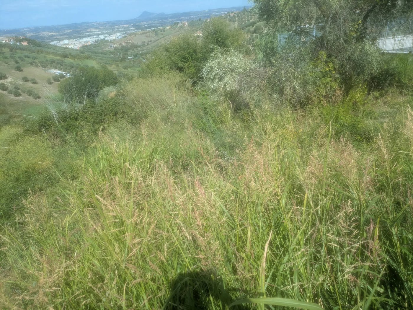 Terreno Agricolo in vendita a Monterotondo