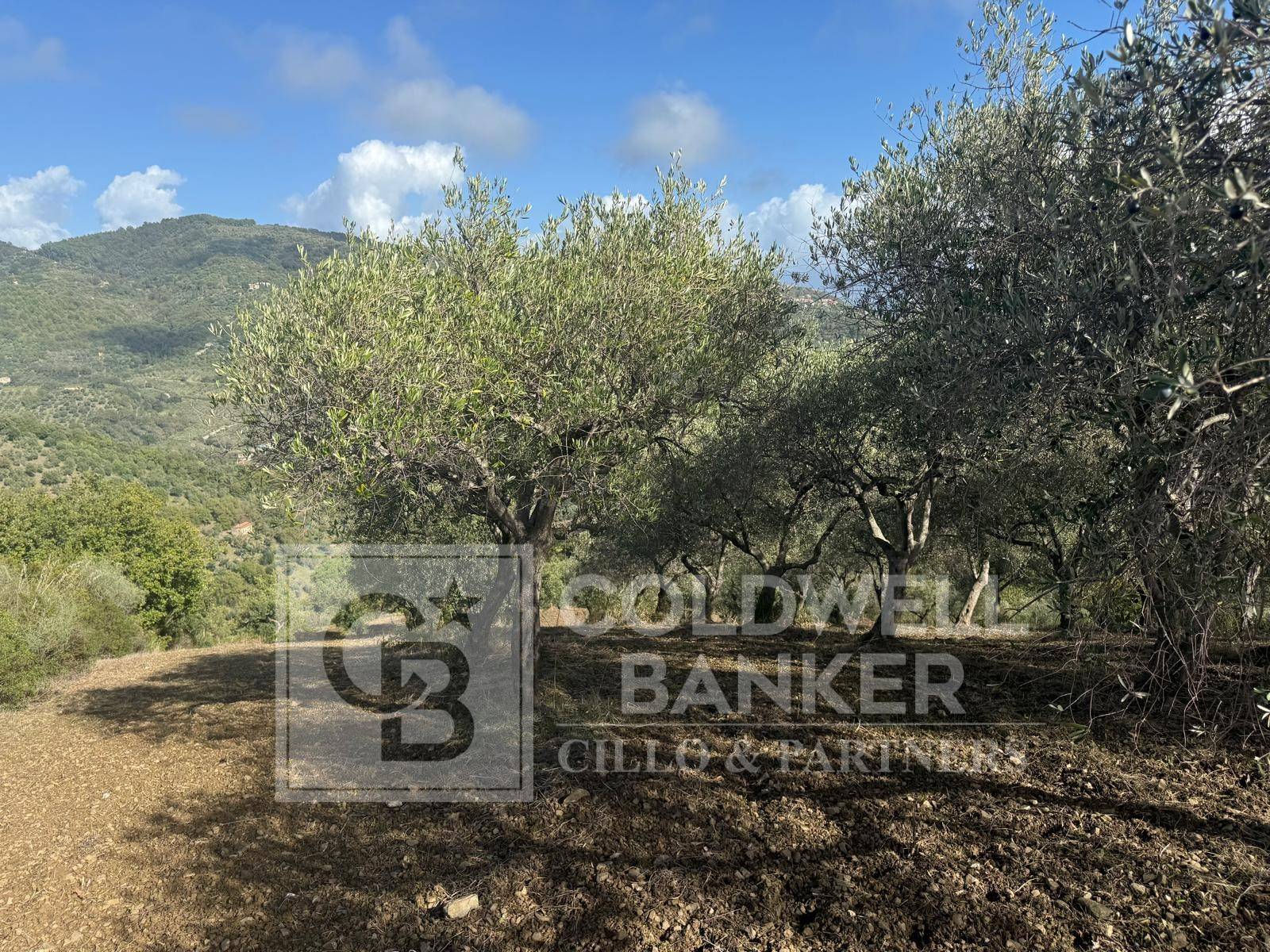 Terreno agricolo in vendita a Casal Velino