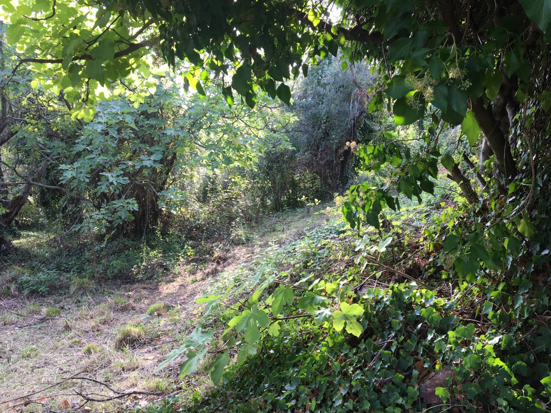 Terreno Agricolo in vendita a Catanzaro, Ian
