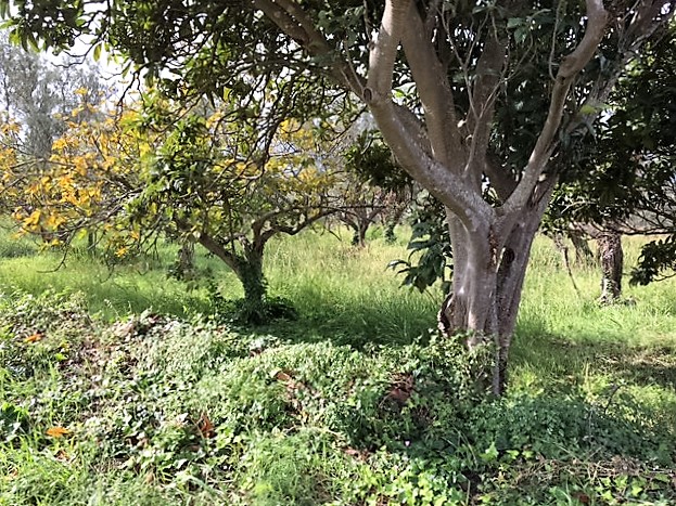 Terreno edificabile in vendita a Catanzaro, Gagliano