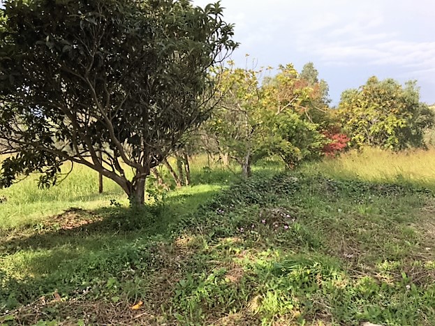 Terreno edificabile in vendita a Catanzaro, Gagliano