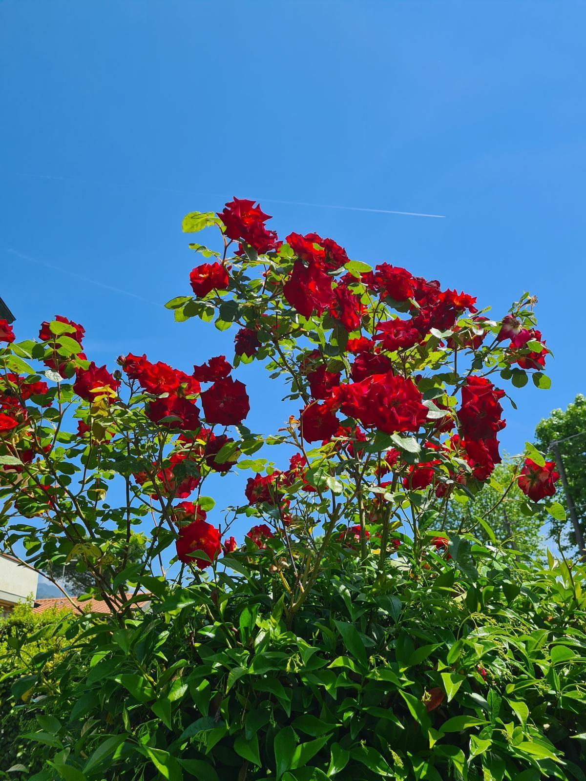 Villa Bifamiliare arredata in affitto, Montignoso cinquale
