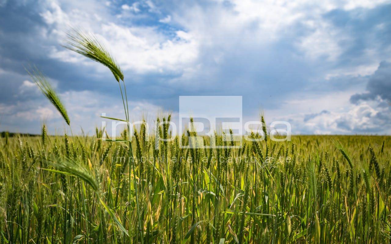 Terreno Agricolo in vendita a Marcon, San Liberale