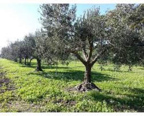 Terreno Agricolo in vendita, Vicopisano san giovanni alla vena