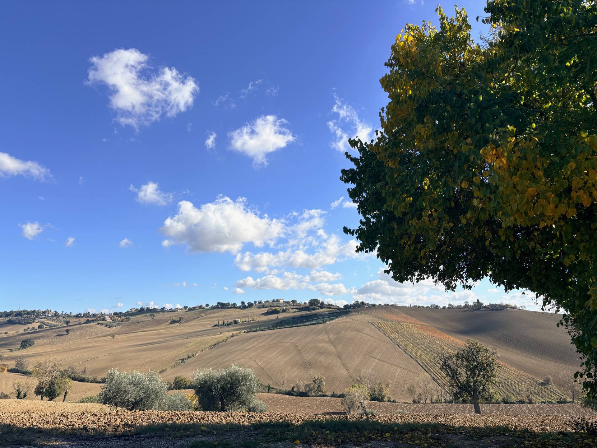 Casolare in vendita a Belvedere Ostrense