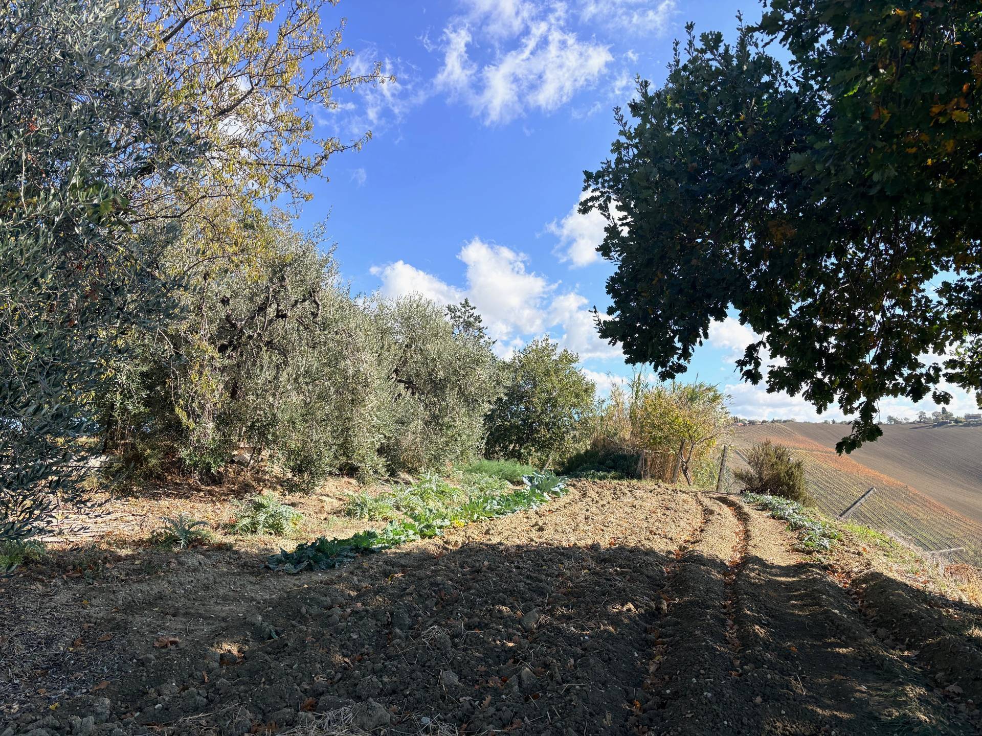 Casolare in vendita a Belvedere Ostrense