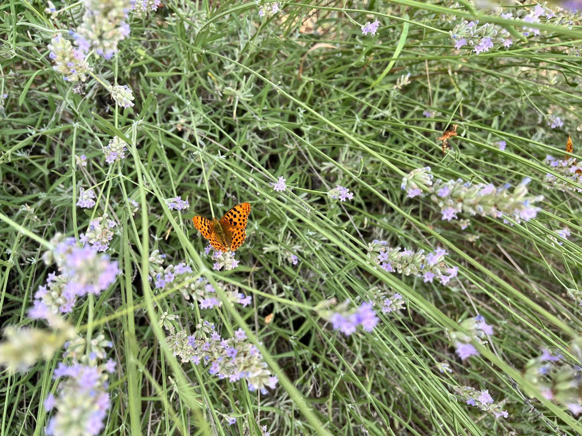 Casolare in vendita a Staffolo