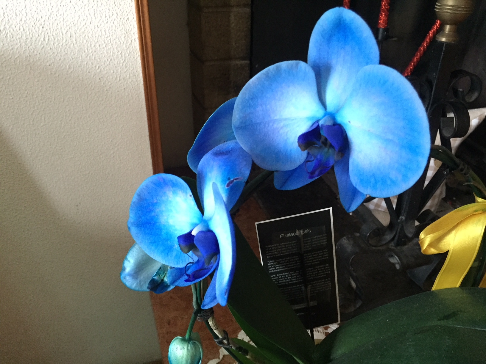 Doppio appartamento in vendita a Cupramontana