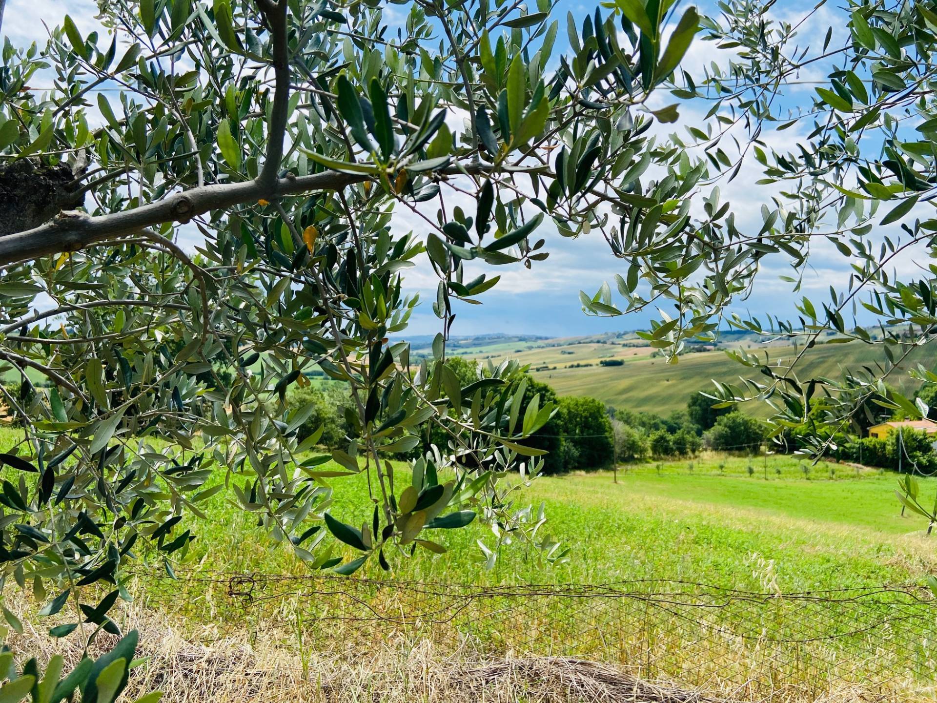 Doppio Casolare in vendita a Belvedere Ostrense