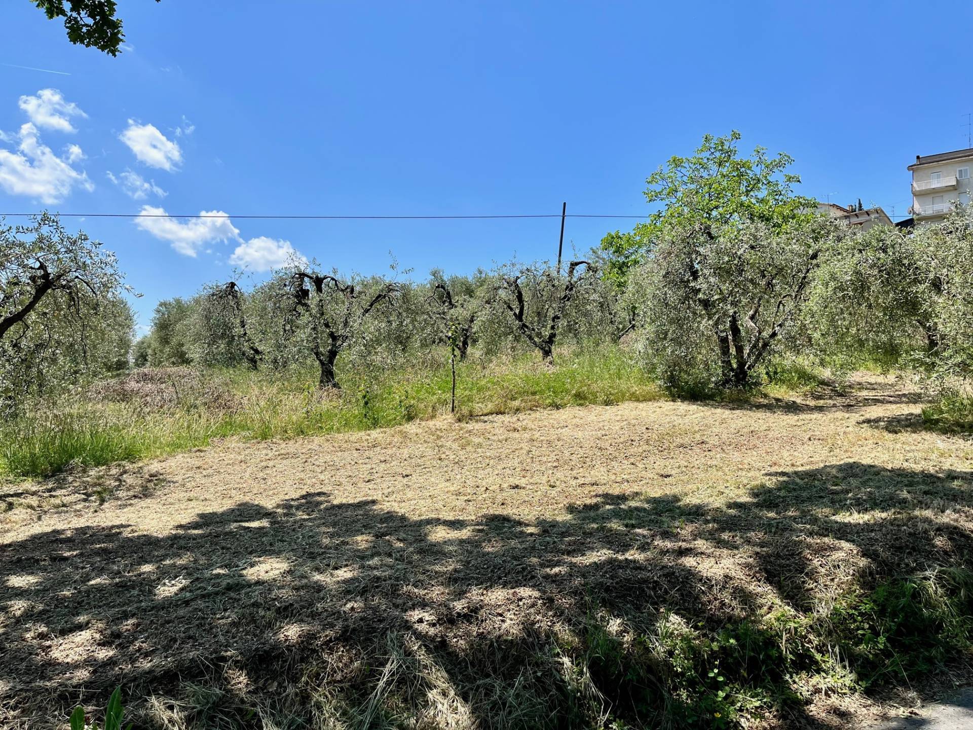 Terreno Agricolo in vendita a Monte San Pietrangeli