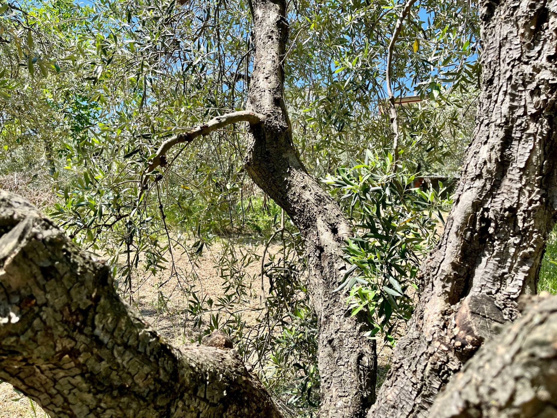 Terreno Agricolo in vendita a Monte San Pietrangeli