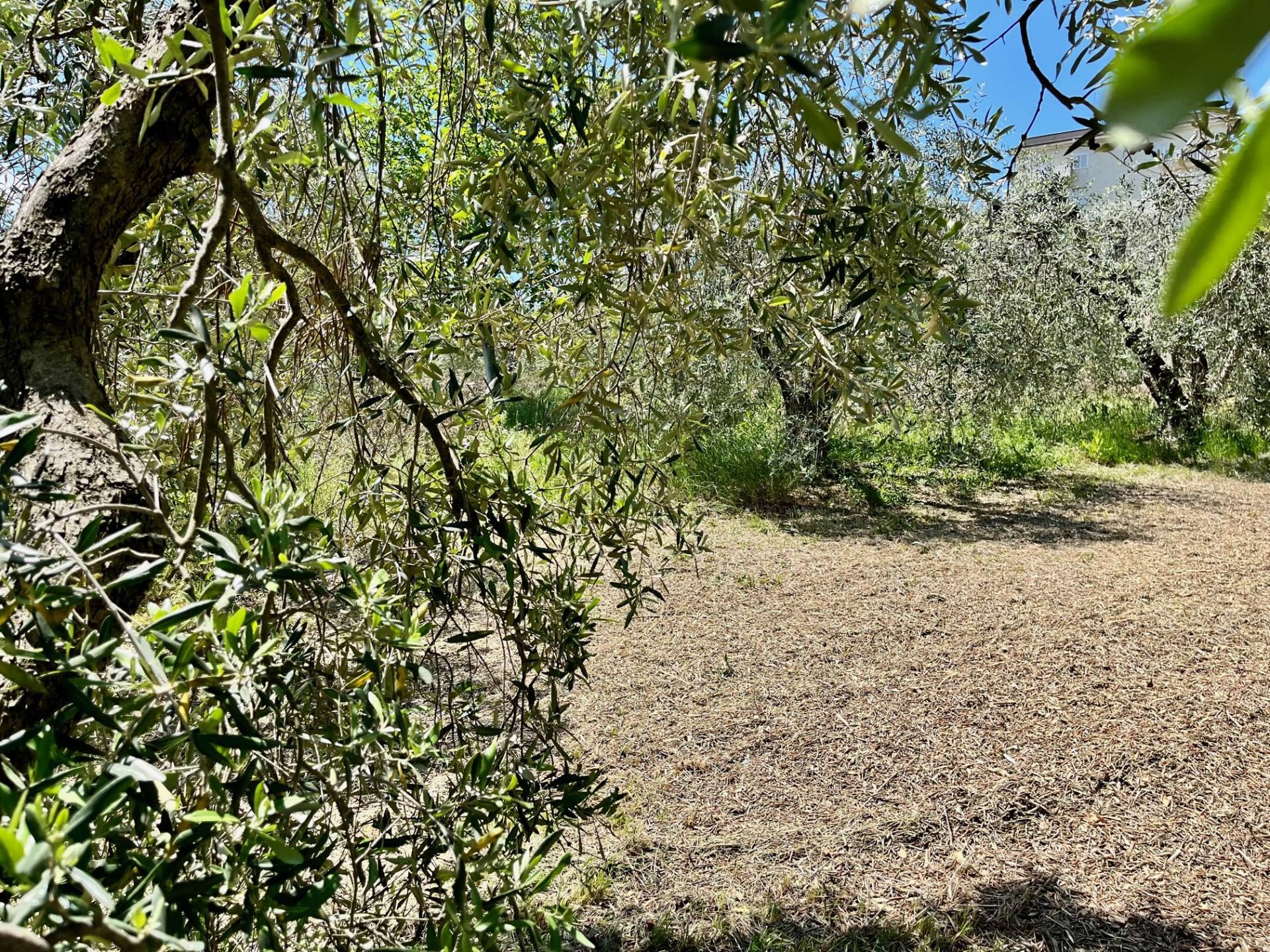 Terreno Agricolo in vendita a Monte San Pietrangeli