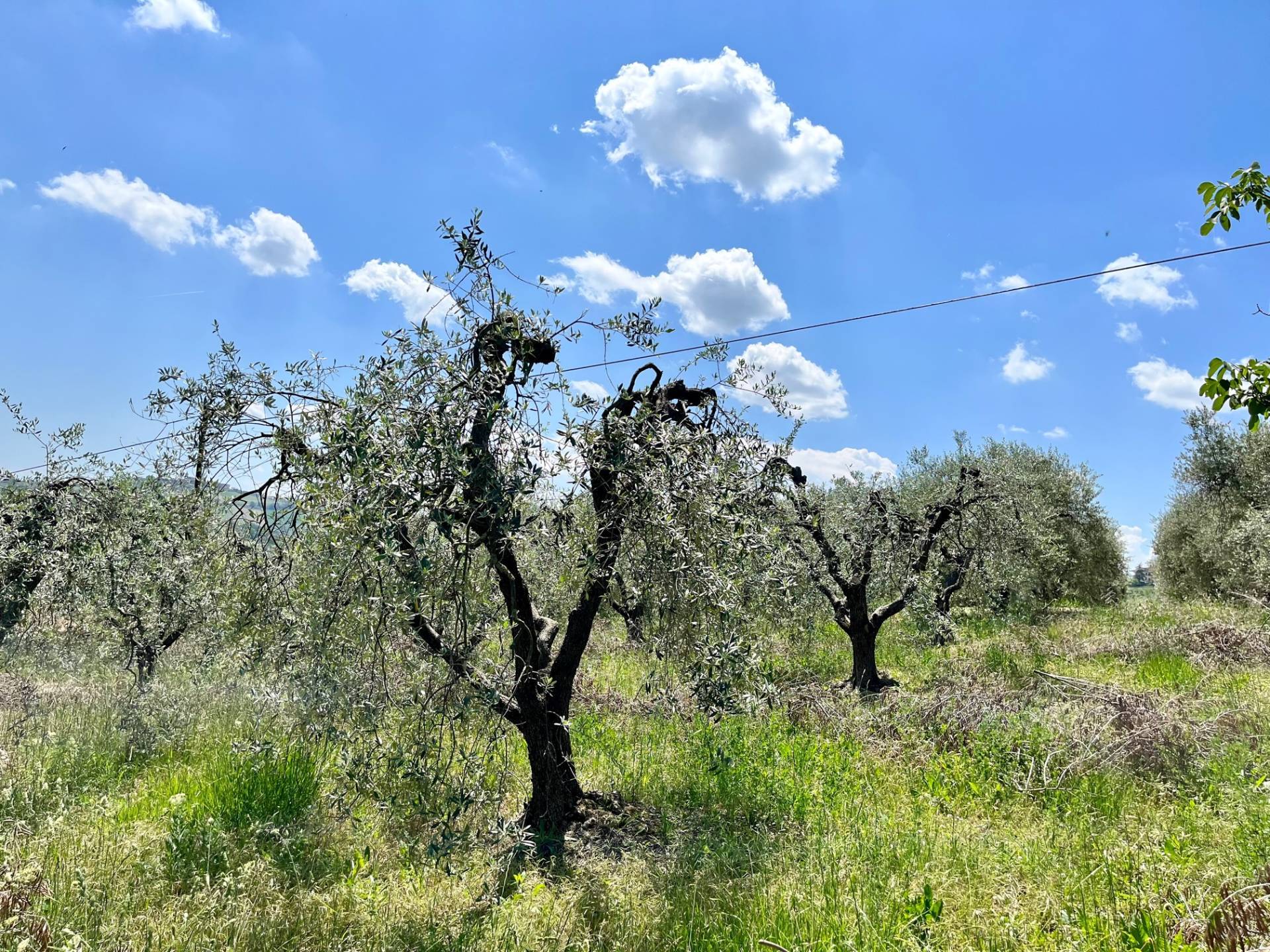 Terreno Agricolo in vendita a Monte San Pietrangeli