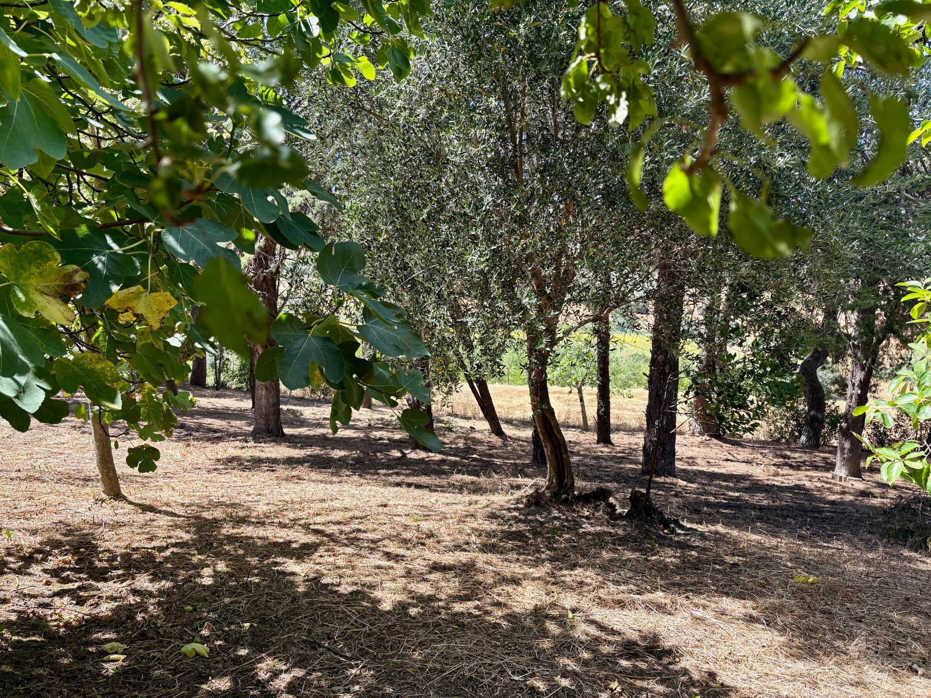 Casa singola in vendita a Belvedere Ostrense