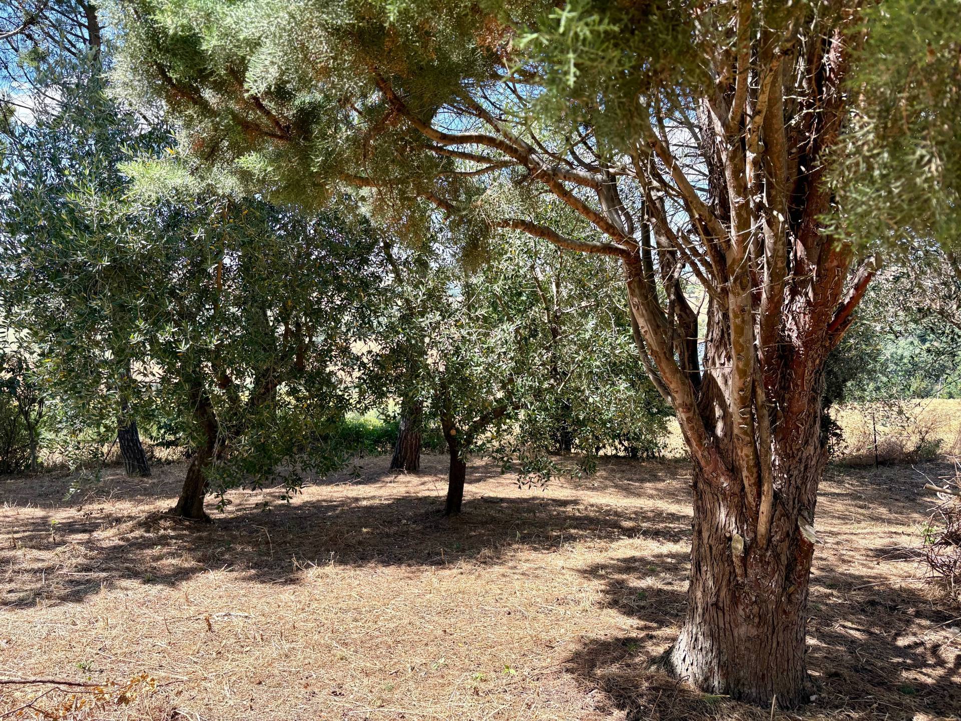 Casa singola in vendita a Belvedere Ostrense