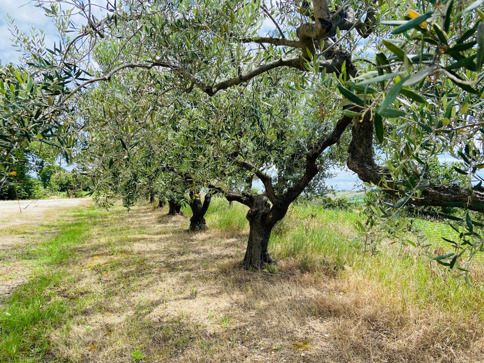 Doppio Casolare in vendita a Belvedere Ostrense