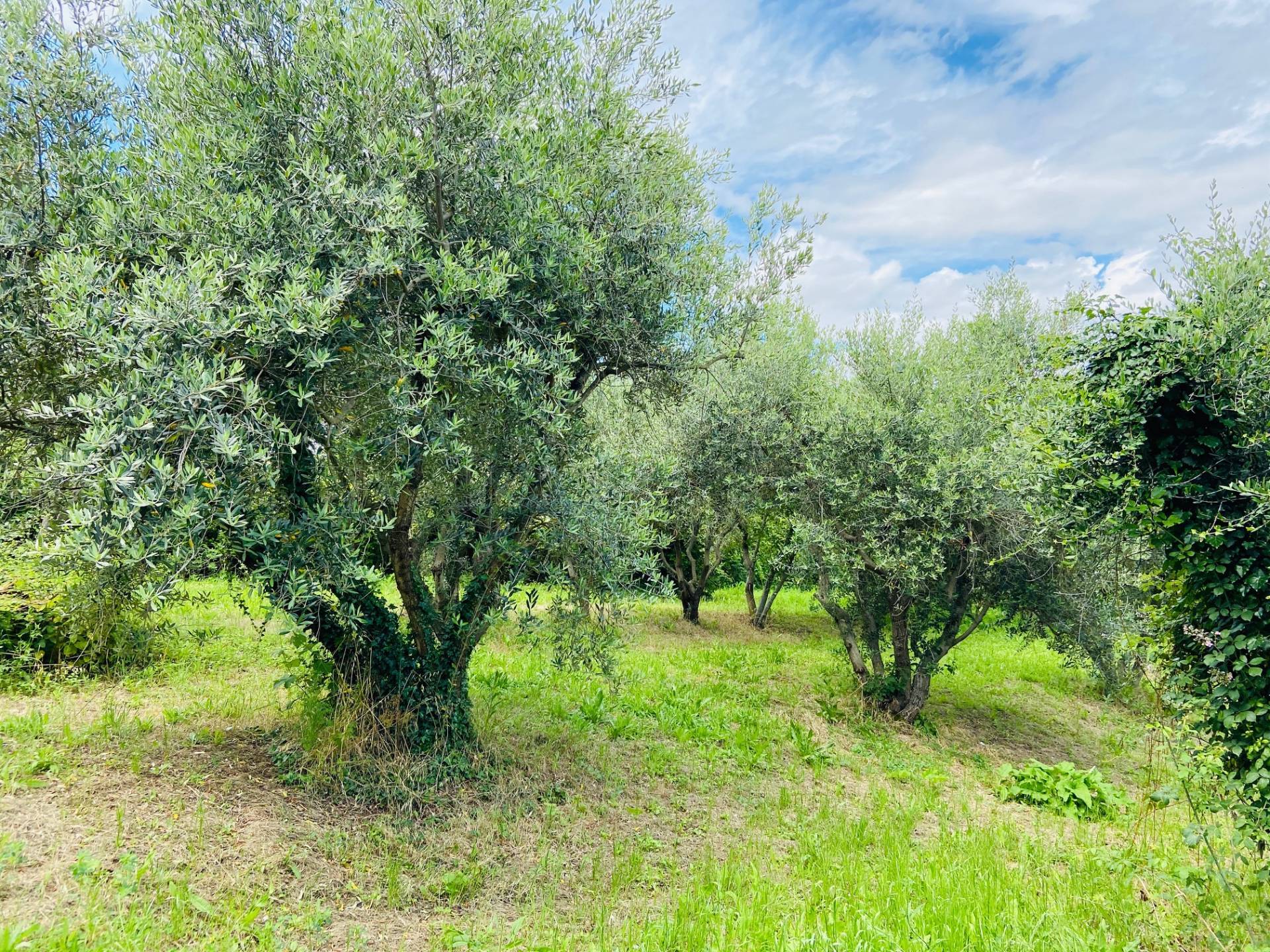 Rustico in vendita a Belvedere Ostrense