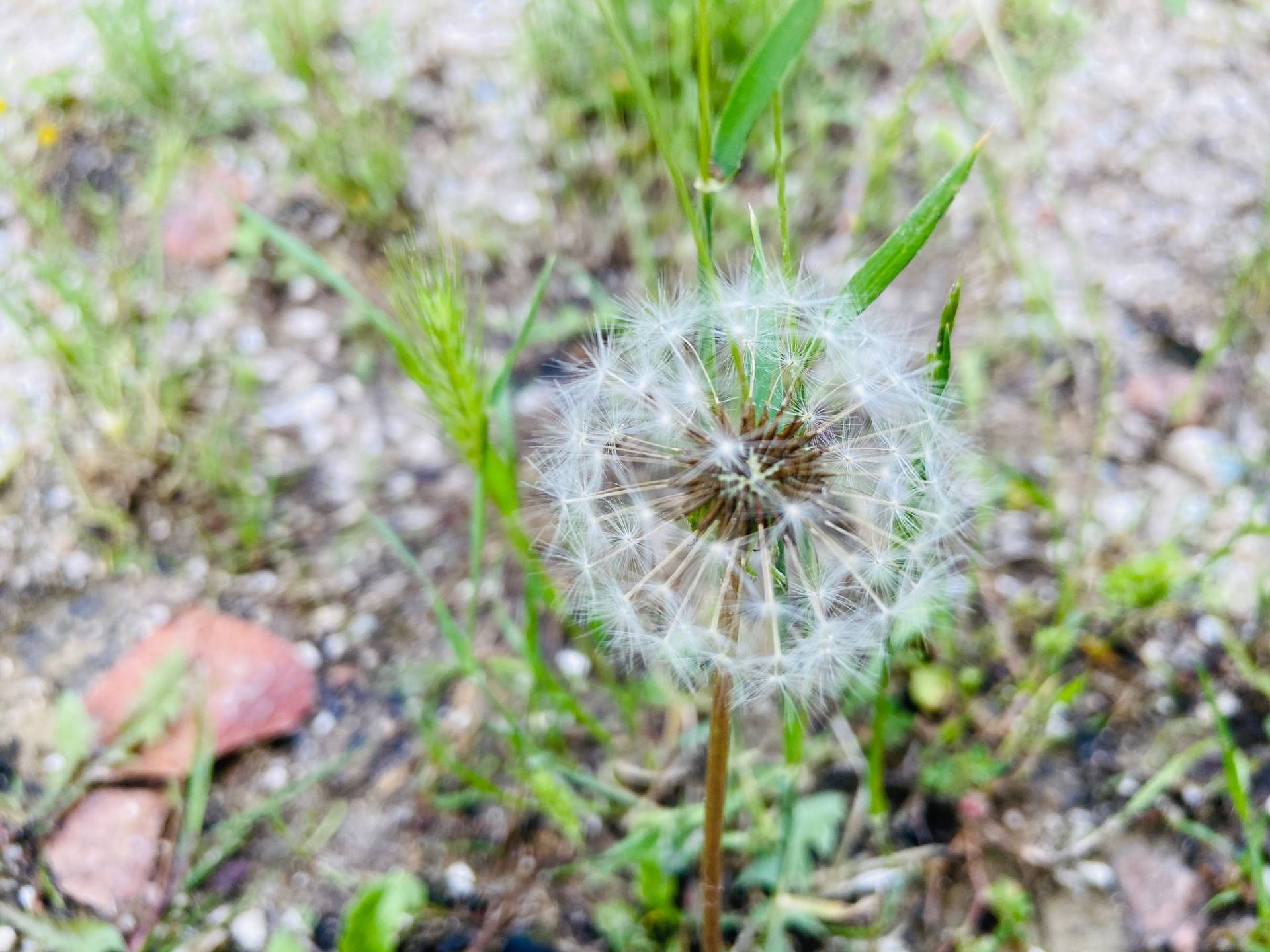 Rustico in vendita a Belvedere Ostrense