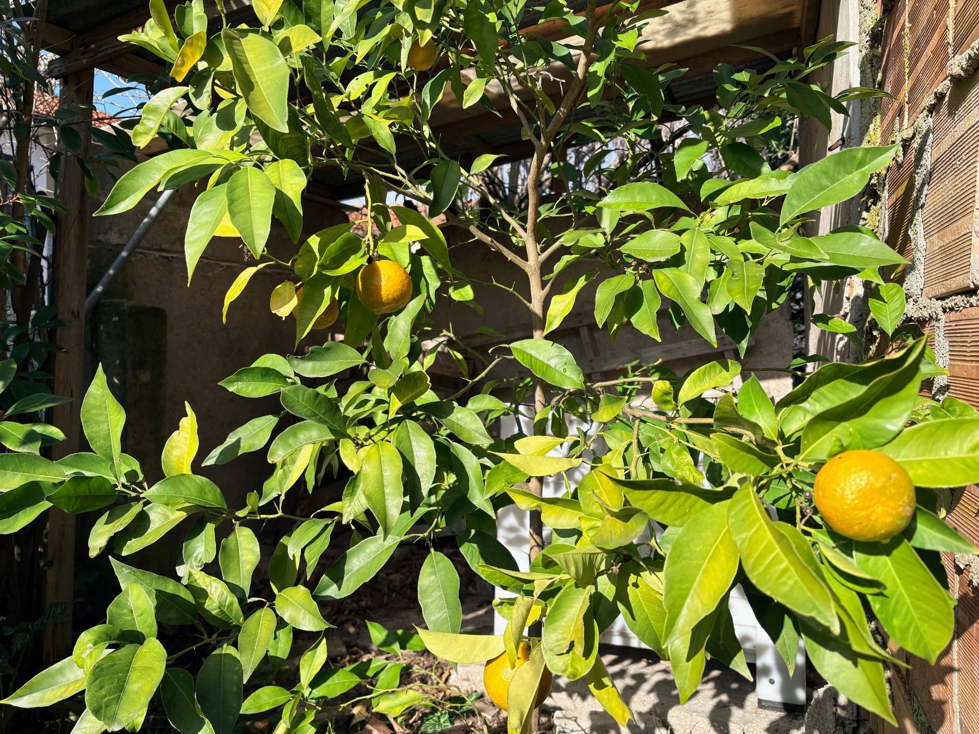 Casa singola in vendita a Montemarciano