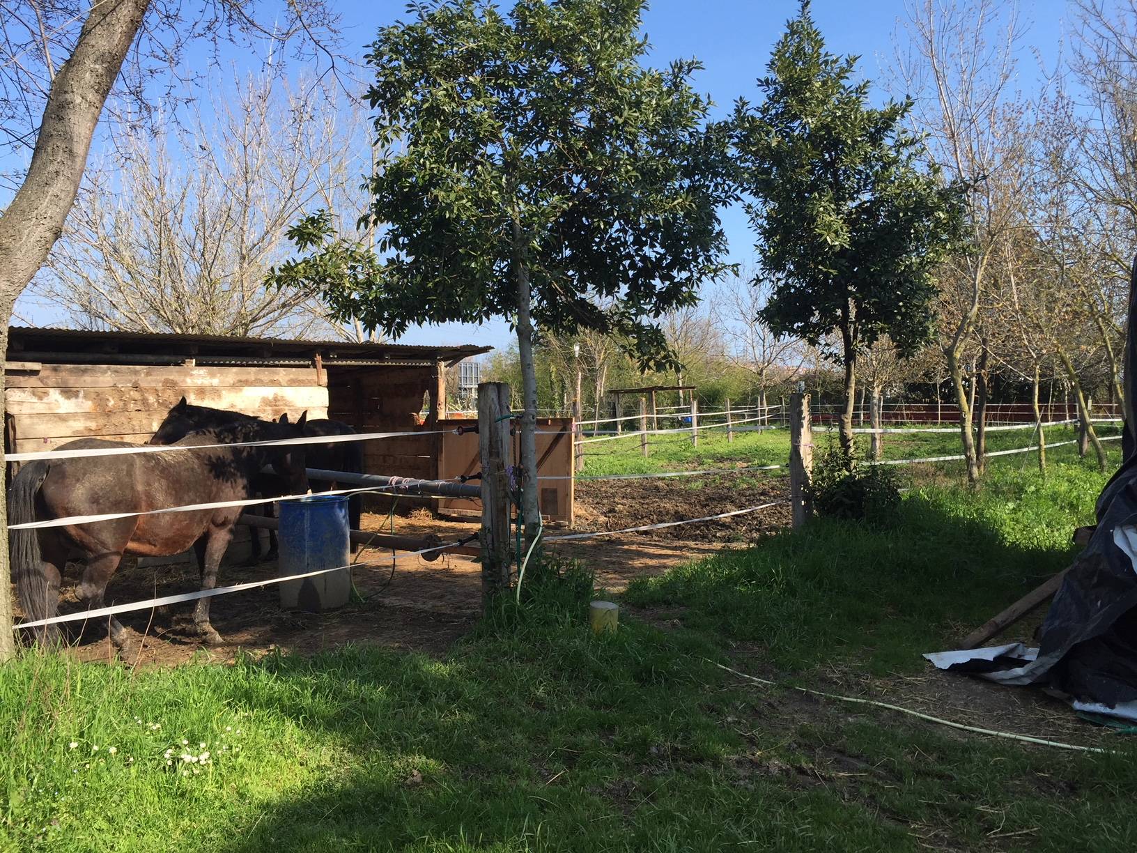 Terreno Agricolo in vendita a Chiaravalle