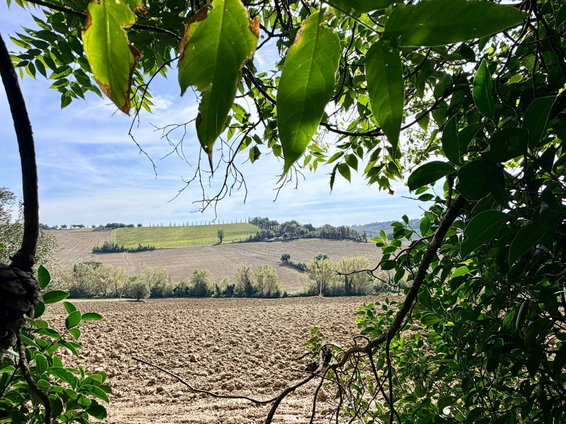 Casolare in vendita a Morro d'Alba